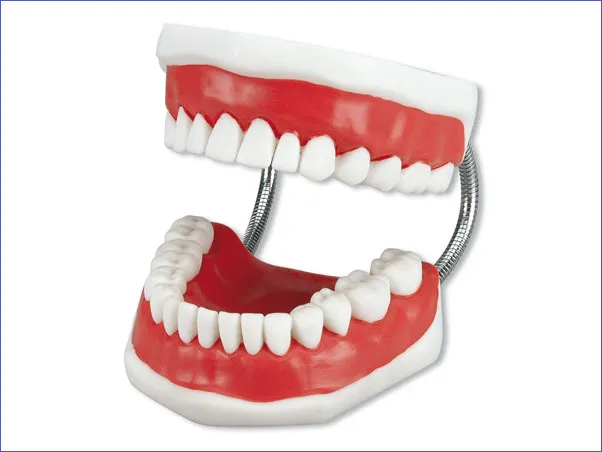Modele D Etude Brosse A Dents / Seule
